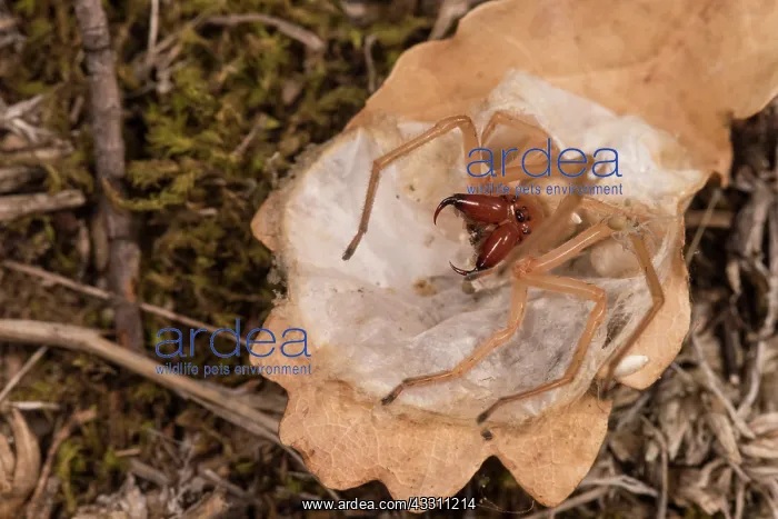: Adult female of yellow sac spider (Cheiracanthium : Adult female of yellow sac spider (Cheiracanthium