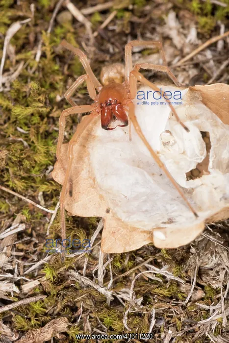 : Adult female of yellow sac spider (Cheiracanthium : Adult female of yellow sac spider (Cheiracanthium