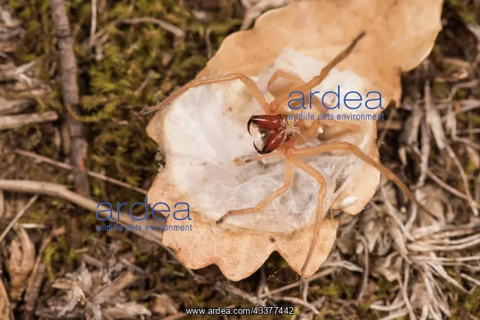 : Adult female of yellow sac spider (Cheiracanthium : Adult female of yellow sac spider (Cheiracanthium