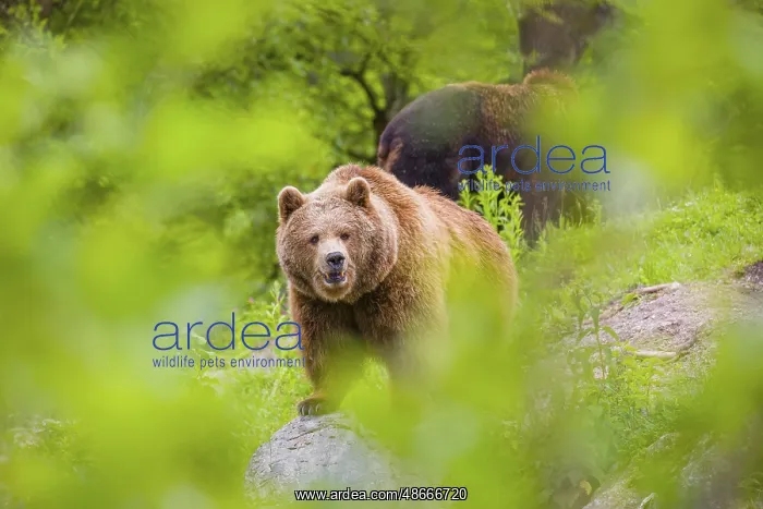  : An adult female and a young male (Ursus arctos arctos) stand