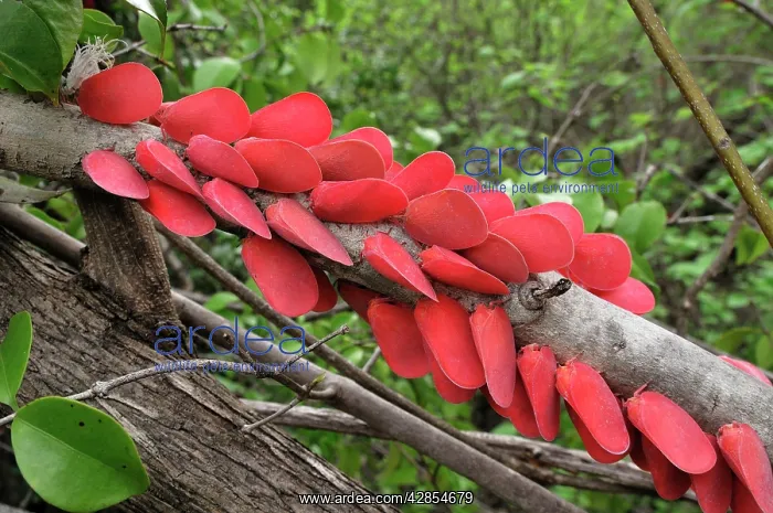 : Adult Flatid Leaf-Bugs : Adult Flatid Leaf-Bugs
