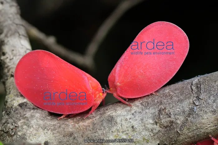 : Adult Flatid Leaf-Bugs : Adult Flatid Leaf-Bugs