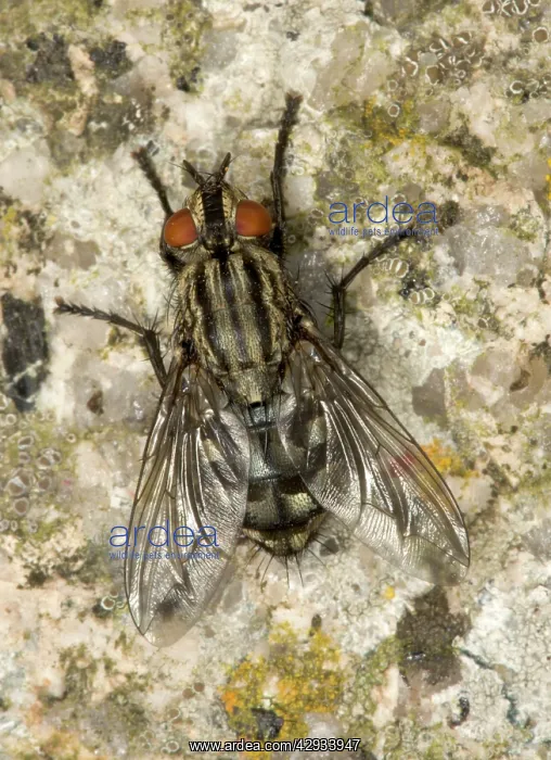 : Adult Flesh Fly : Adult Flesh Fly