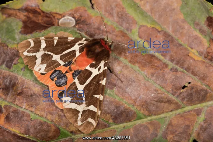 : An adult of Garden tiger (Arctia caja) resting on : An adult of Garden tiger (Arctia caja) resting on