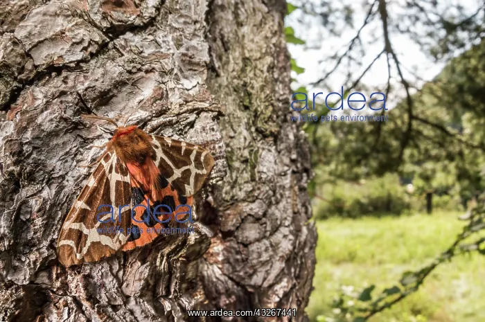 : Adult of Garden tiger (Arctia caja) resting on tree : Adult of Garden tiger (Arctia caja) resting on tree