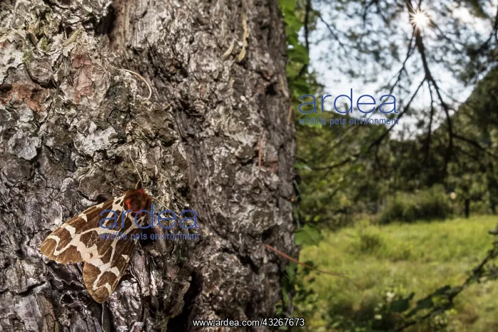 : Adult of Garden tiger (Arctia caja) resting on tree : Adult of Garden tiger (Arctia caja) resting on tree