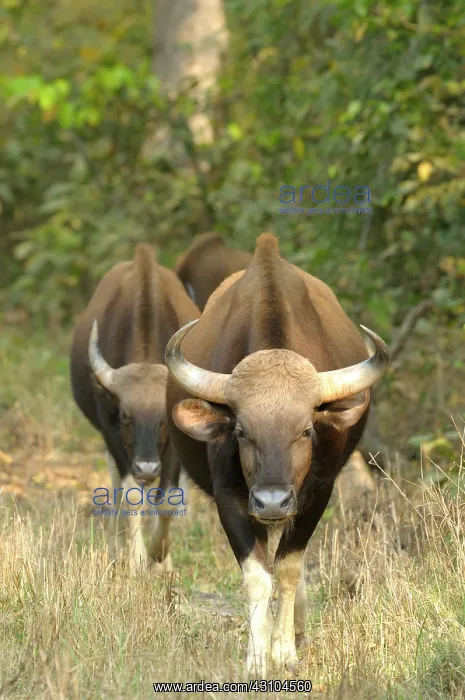  : Gaur. Three adult Gaurs (Bos gaurus) are following each other in a row