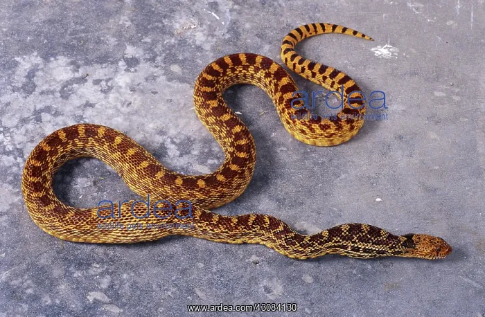 : Adult Gopher Snake : Adult Gopher Snake