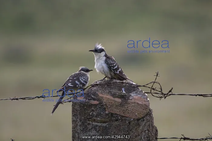 : Adult Great Spotted Cuckoos : Adult Great Spotted Cuckoos