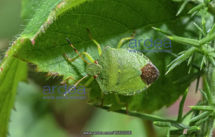 : Adult Green Shieldbug, Palomena prasina, perched on leaf : Adult Green Shieldbug, Palomena prasina, perched on leaf