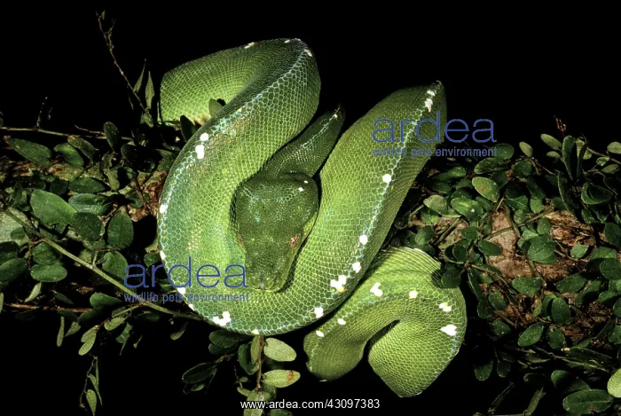 : Adult Green Tree Python, 3 of 3 : Adult Green Tree Python, 3 of 3