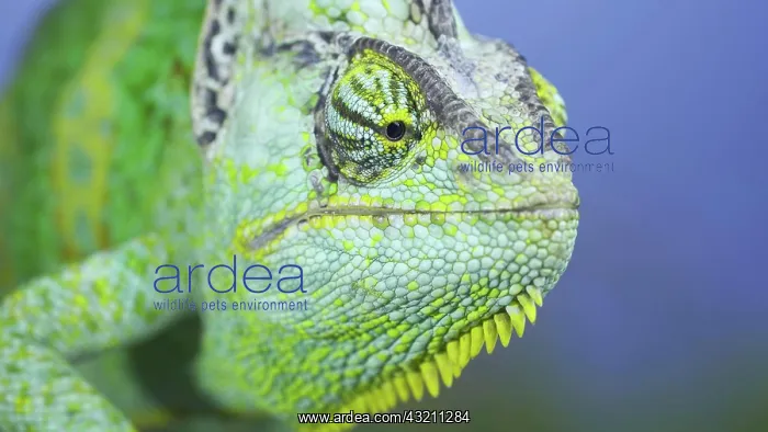 : Adult green Veiled chameleon (Chamaeleo calyptra : Adult green Veiled chameleon (Chamaeleo calyptra