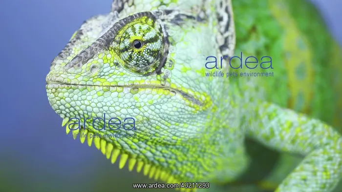 : Adult green Veiled chameleon (Chamaeleo calyptra : Adult green Veiled chameleon (Chamaeleo calyptra