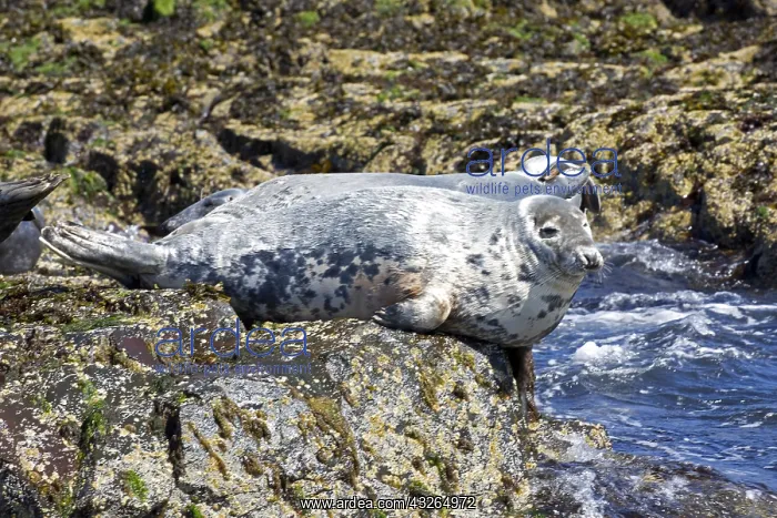  : Adult Grey seals Halichoerus grypus basking on rocks