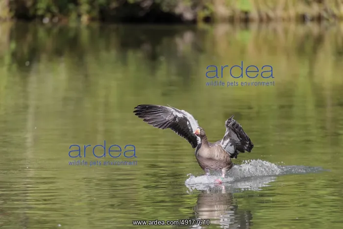 : An adult greylag goose (Anser anser) lands on a lake on a sunny day : An adult greylag goose (Anser anser) lands on a lake on a sunny day