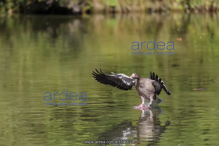 : An adult greylag goose (Anser anser) lands on a lake on a sunny day : An adult greylag goose (Anser anser) lands on a lake on a sunny day