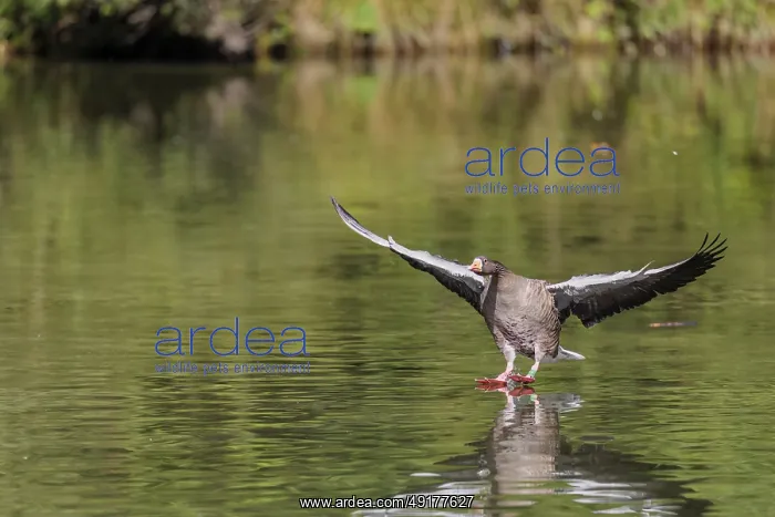 : An adult greylag goose (Anser anser) lands on a lake on a sunny day : An adult greylag goose (Anser anser) lands on a lake on a sunny day