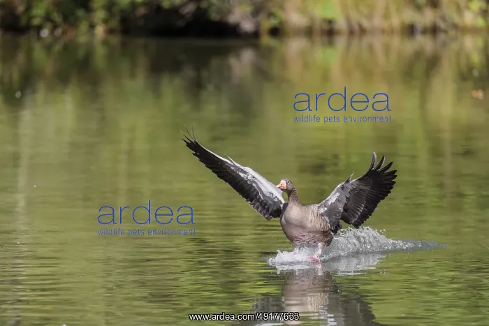: An adult greylag goose (Anser anser) lands on a lake on a sunny day : An adult greylag goose (Anser anser) lands on a lake on a sunny day