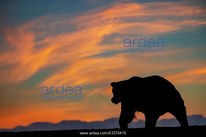 : Adult grizzly bear silhouetted on beach at sunrise : Adult grizzly bear silhouetted on beach at sunrise