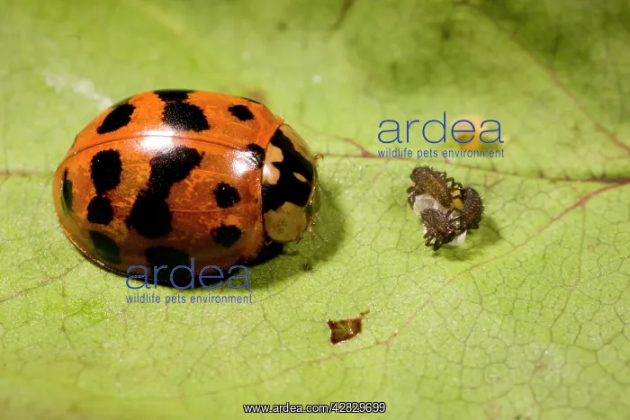 : Adult Harlequin Ladybird with newly hatched larvae and eggs : Adult Harlequin Ladybird with newly hatched larvae and eggs