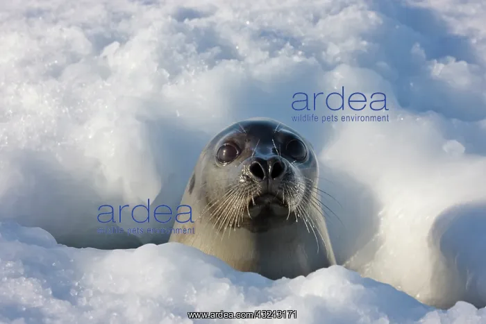 : Adult harp seal raising head out of hole : Adult harp seal raising head out of hole