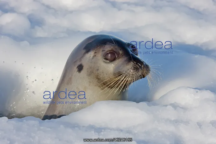 : Adult harp seal raising head out of hole : Adult harp seal raising head out of hole