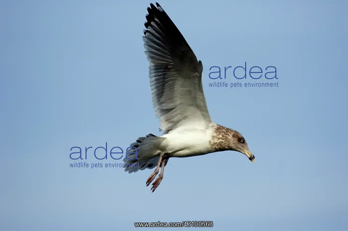 : Adult Herring Gull : Adult Herring Gull