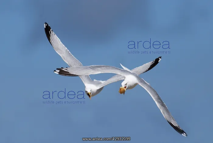 : Adult Herring Gulls - fighting in flight over bread : Adult Herring Gulls - fighting in flight over bread