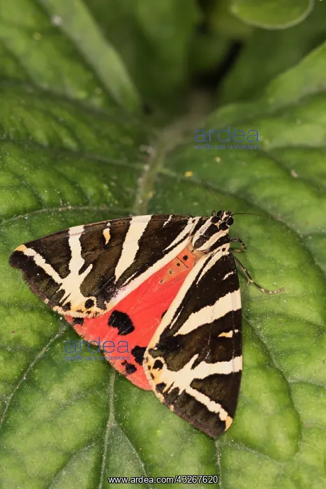 : Adult of Jersey tiger (Euplagia quadripunctaria) : Adult of Jersey tiger (Euplagia quadripunctaria)