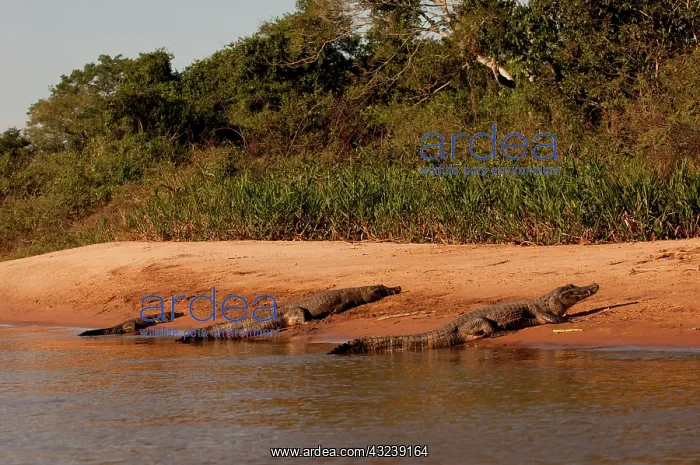 : Two adult and one juvenile Cayman heading : Two adult and one juvenile Cayman heading