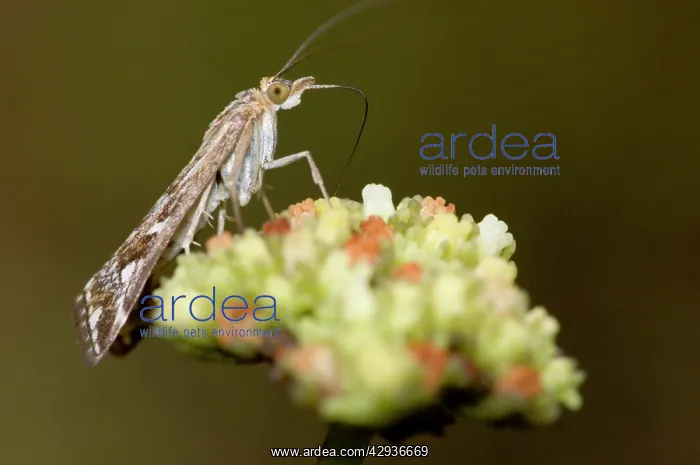 : Adult Karoo moth visiting flower of plakkiebos : Adult Karoo moth visiting flower of plakkiebos