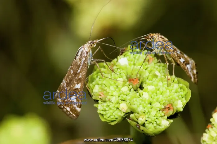 : Adult Karoo moth visiting flower of plakkiebos : Adult Karoo moth visiting flower of plakkiebos