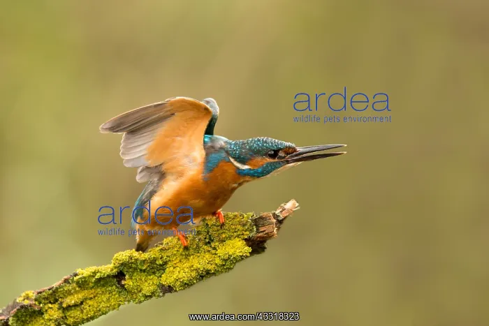 : Adult Kingfisher (Alcedo atthis) displaying agg : Adult Kingfisher (Alcedo atthis) displaying agg