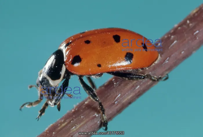 : Adult Ladybug : Adult Ladybug
