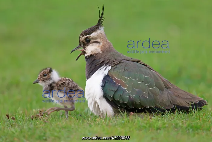 : Adult Lapwing / Peewit / Green Plover (Vanellus vanellus) : Adult Lapwing / Peewit / Green Plover (Vanellus vanellus)
