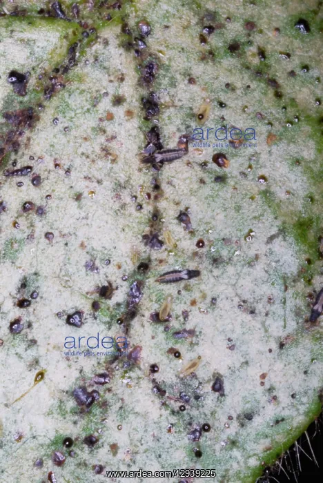 : Adult and larval thrips on leaf, showing characteristic : Adult and larval thrips on leaf, showing characteristic
