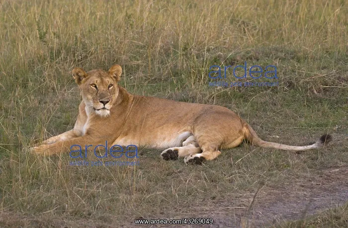 : One adult lioness sitting in grassland savannah : One adult lioness sitting in grassland savannah