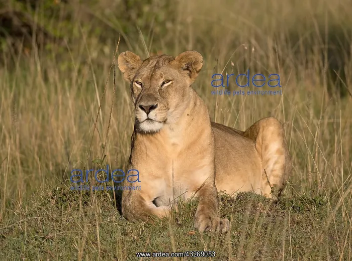 : One adult lioness sitting in grassland savannah : One adult lioness sitting in grassland savannah