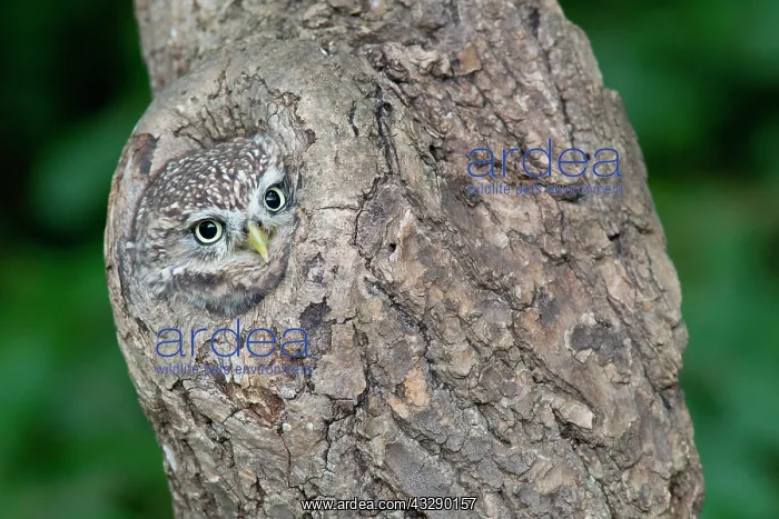 : Adult Little Owl (Athene noctua) head looking out : Adult Little Owl (Athene noctua) head looking out