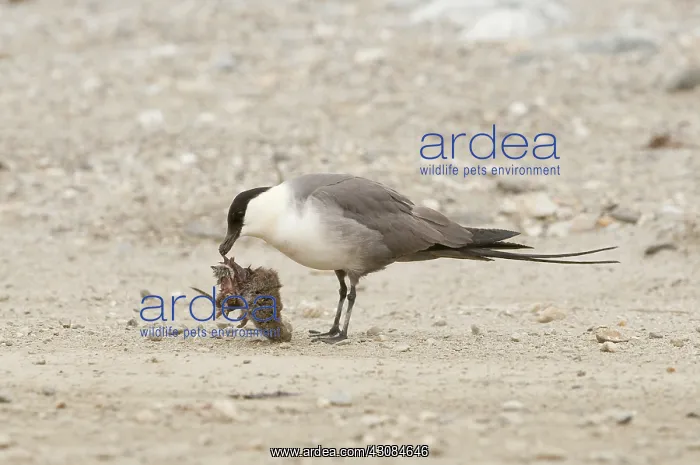 : Adult long-tailed jaeger : Adult long-tailed jaeger