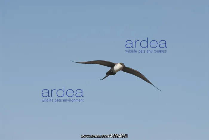 : Adult long-tailed jaeger in flight : Adult long-tailed jaeger in flight