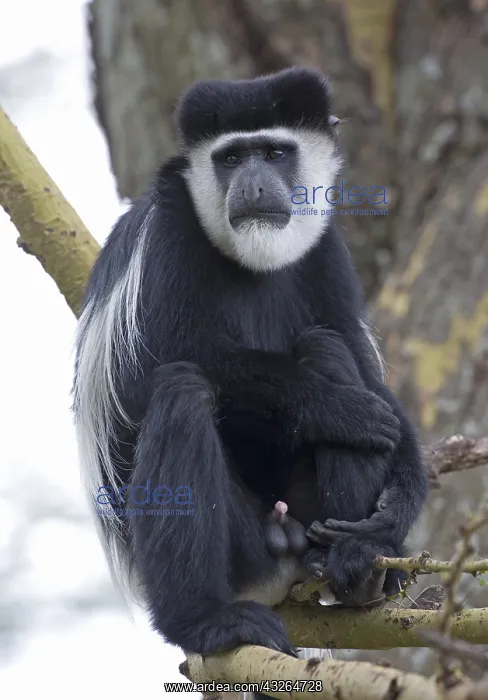 : Adult m, ale Colobus monkey Colobus guereza sitting : Adult m, ale Colobus monkey Colobus guereza sitting