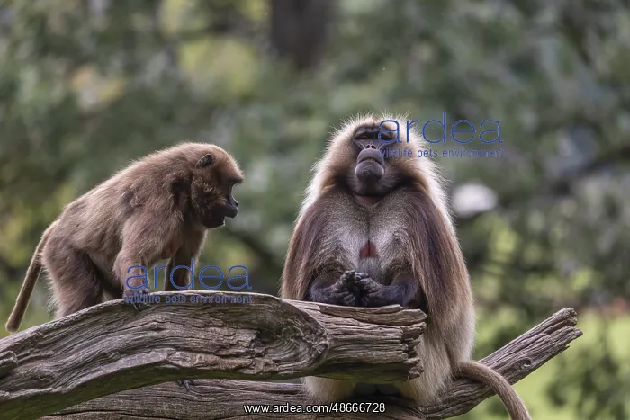 : One adult male and one adult female Gelada (Theropithecus : One adult male and one adult female Gelada (Theropithecus