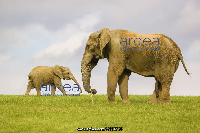 : An adult male African elephants (Loxodonta africana) and a : An adult male African elephants (Loxodonta africana) and a