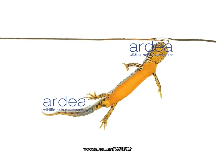 : Adult male of alpine newt (Ichthyosaura alpestris) : Adult male of alpine newt (Ichthyosaura alpestris)
