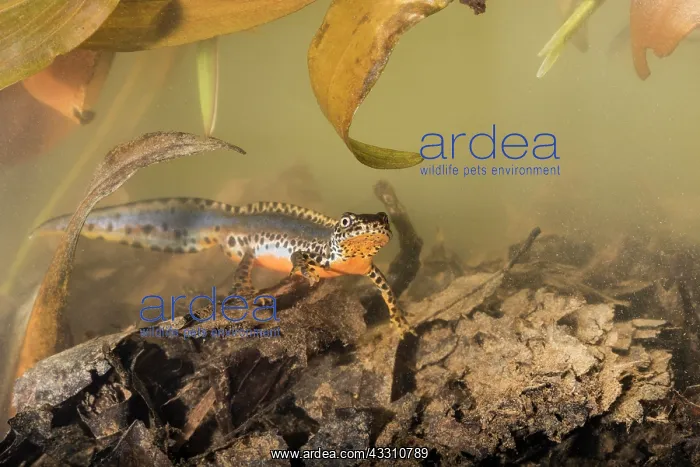 : Adult male of alpine newt (Ichthyosaura alpestris) : Adult male of alpine newt (Ichthyosaura alpestris)