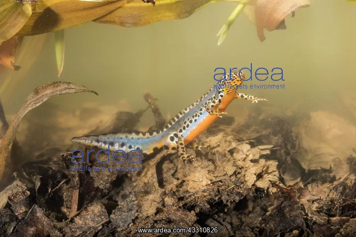 : Adult male of alpine newt (Ichthyosaura alpestris) : Adult male of alpine newt (Ichthyosaura alpestris)