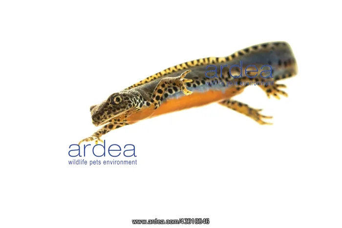 : Adult male of alpine newt (Ichthyosaura alpestris) : Adult male of alpine newt (Ichthyosaura alpestris)