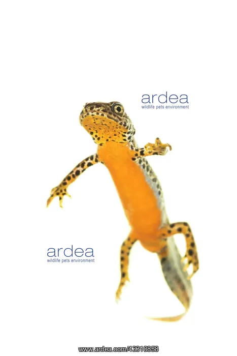 : Adult male of alpine newt (Ichthyosaura alpestris) : Adult male of alpine newt (Ichthyosaura alpestris)