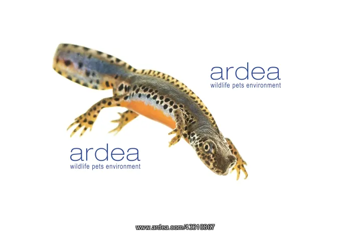 : Adult male of alpine newt (Ichthyosaura alpestris) : Adult male of alpine newt (Ichthyosaura alpestris)
